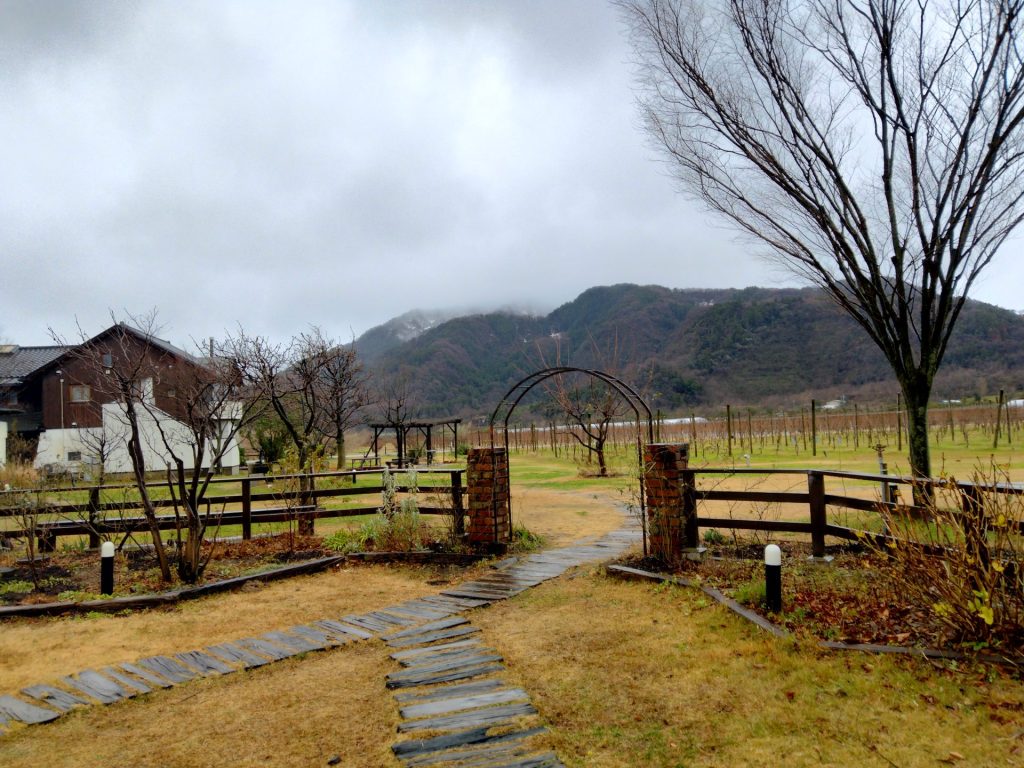 カーブドッチ　ワイン畑