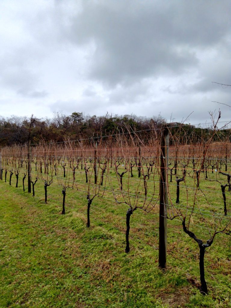 カーブドッチのぶどう畑